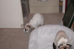 more kittens